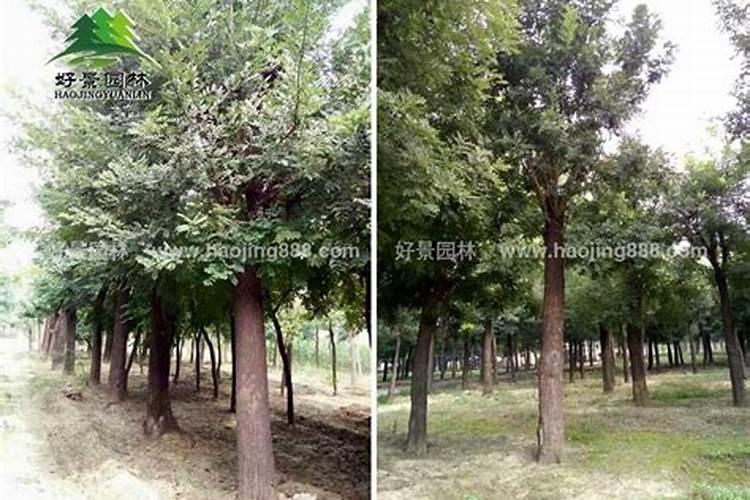 嫁接槐树用什么肥料结籽饱满？