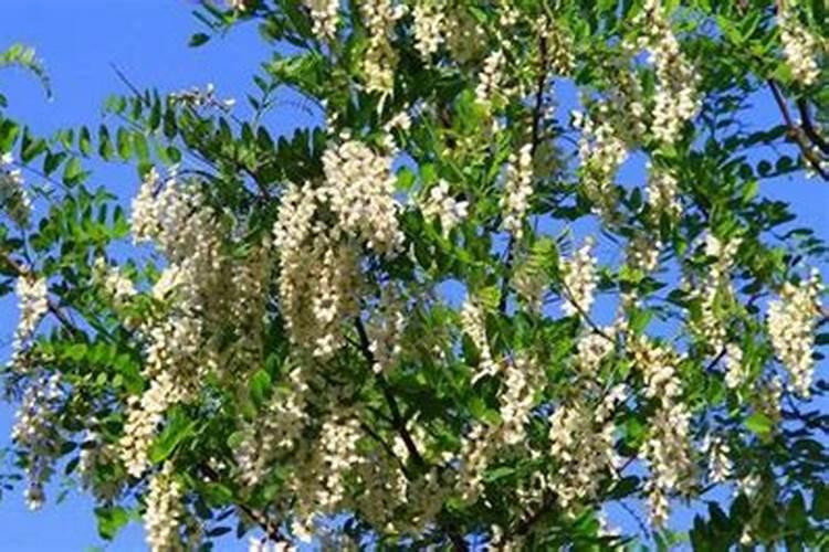 秋天槐树用使肥吗？用什么肥料？