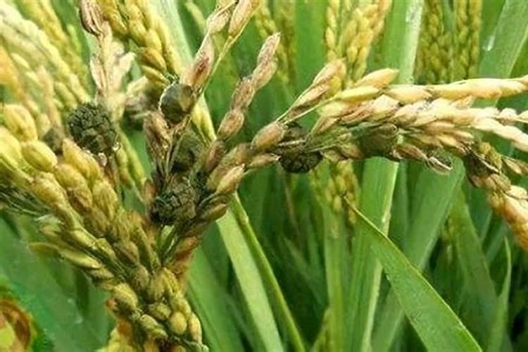 龙眼树施什么肥料果子大一点