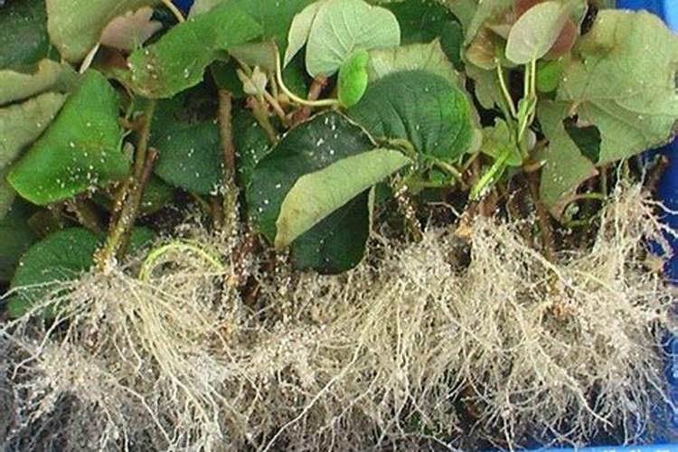 猕猴桃施肥拌生根剂作用大,如何施用