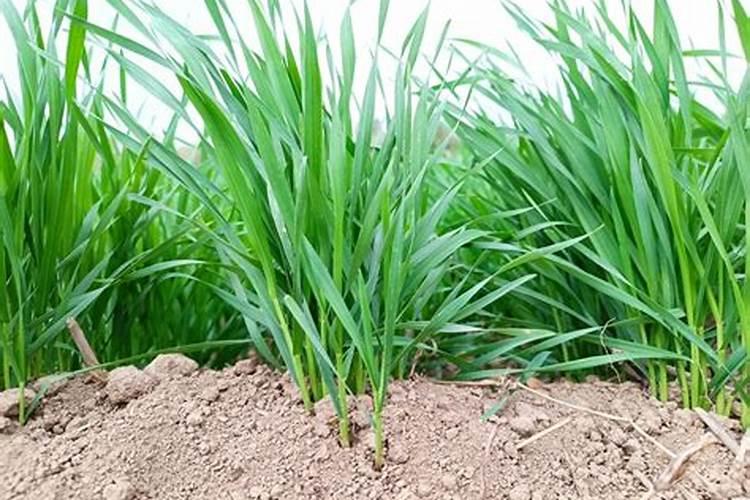 钙镁硼铁锌肥的最佳使用时期