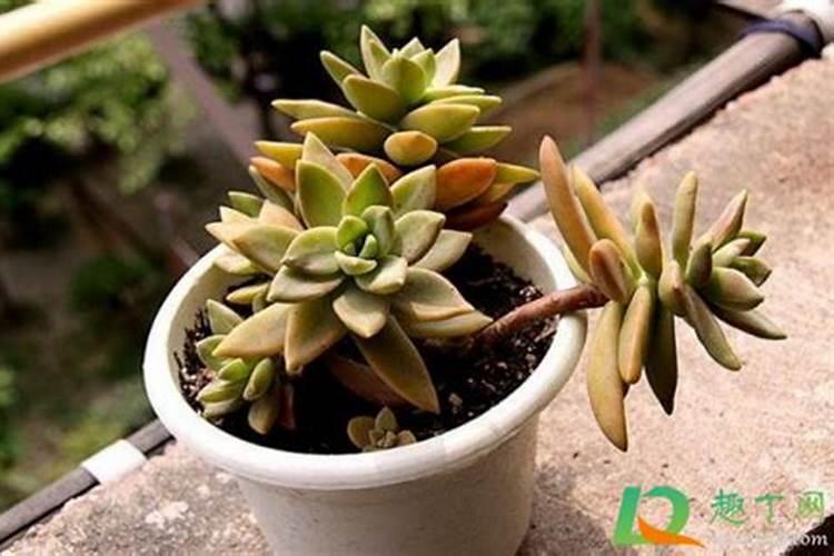 草莓打农药多要注意些什么？