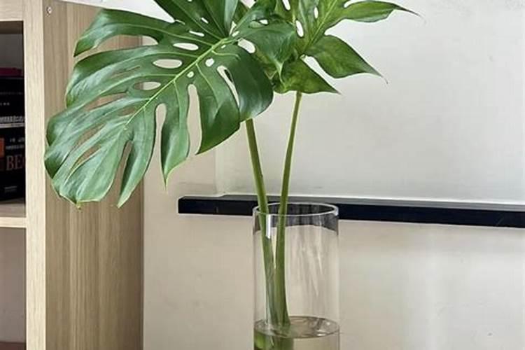 龟背竹的水培方法