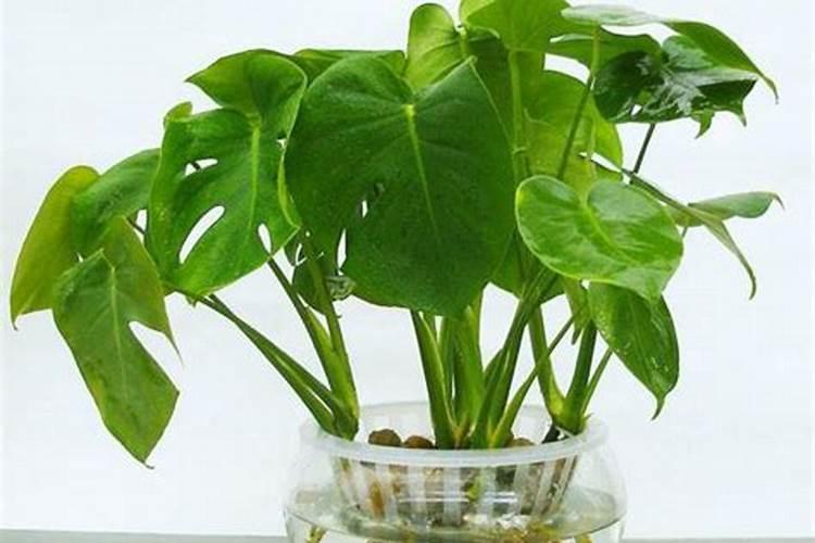 龟背竹水培方法