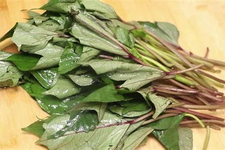 红薯的种植方法红薯怎么种才高产