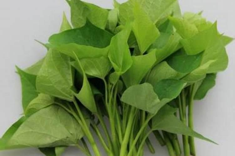 如何种植红薯 红薯的种植方法