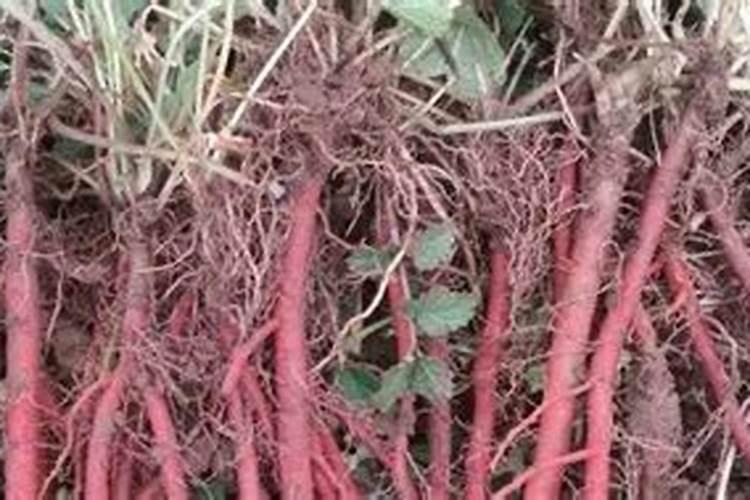 丹参底肥放什么肥好(底肥施用方法)