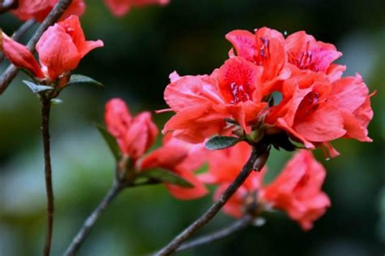 杜鹃花花谢后如何恢复长势更快