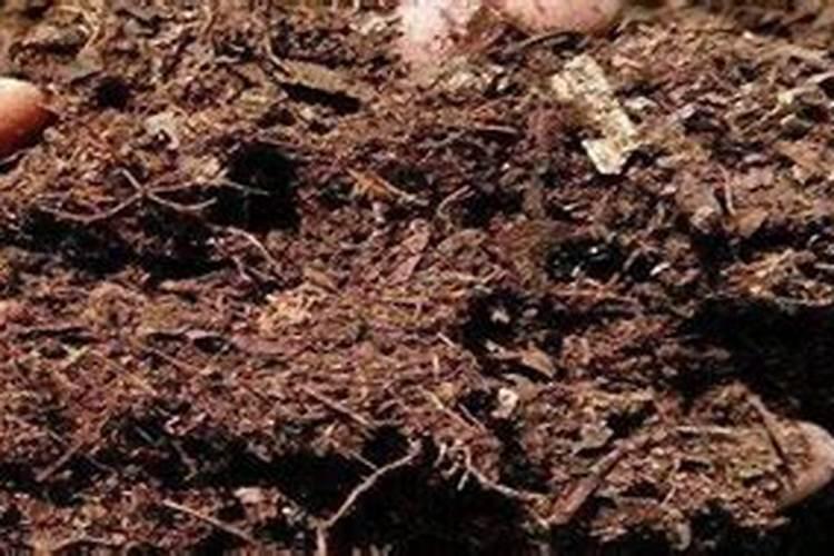 如何使用饼肥养花