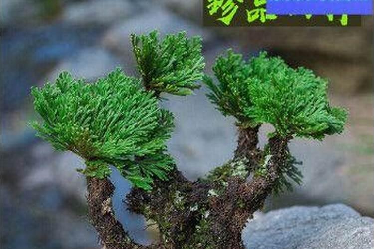 为什么家里不能养卷柏 卷柏能养在家里吗