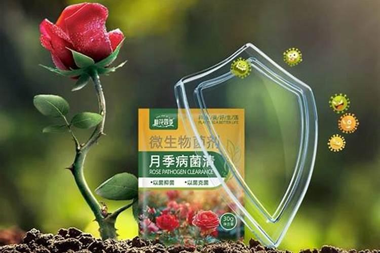 月季花各个生长期的用肥及用量