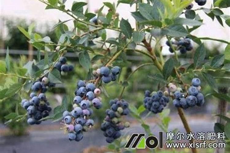 想问一问,盆栽蓝莓怎样施肥增加甜度和大小