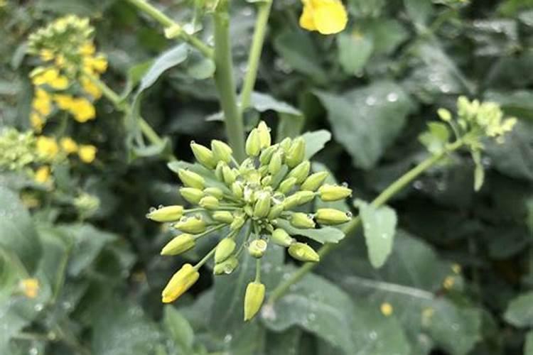 种植油菜用什么肥料好