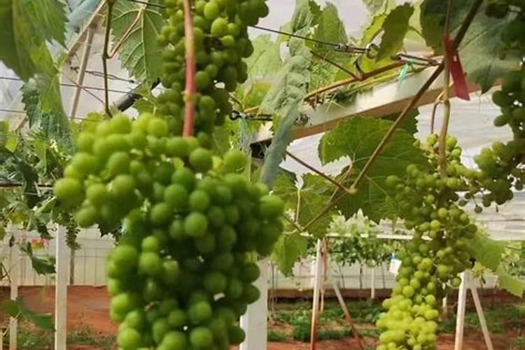 阳光玫瑰葡萄硬核期后要冲施磷酸二氢钾吗？