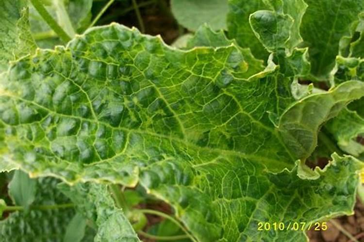 请问一下图片是甜瓜的枯叶病还是缘枯病？