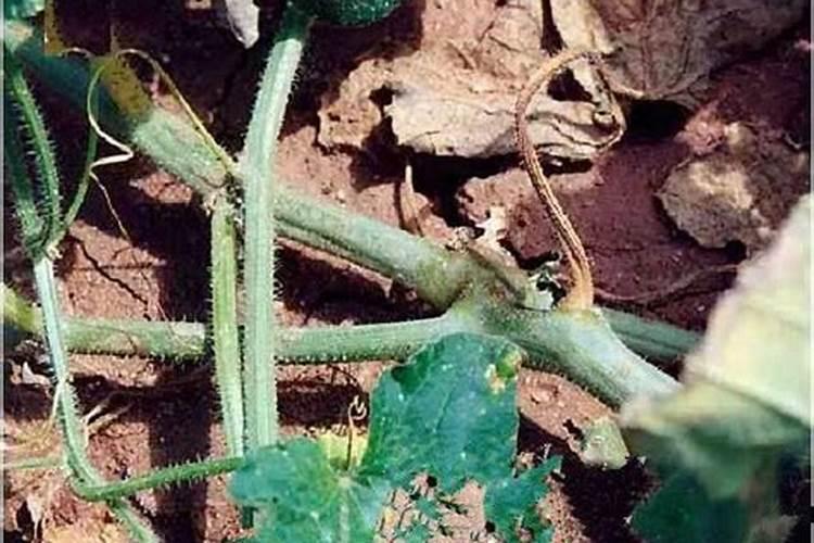 甜瓜肥害的诊断