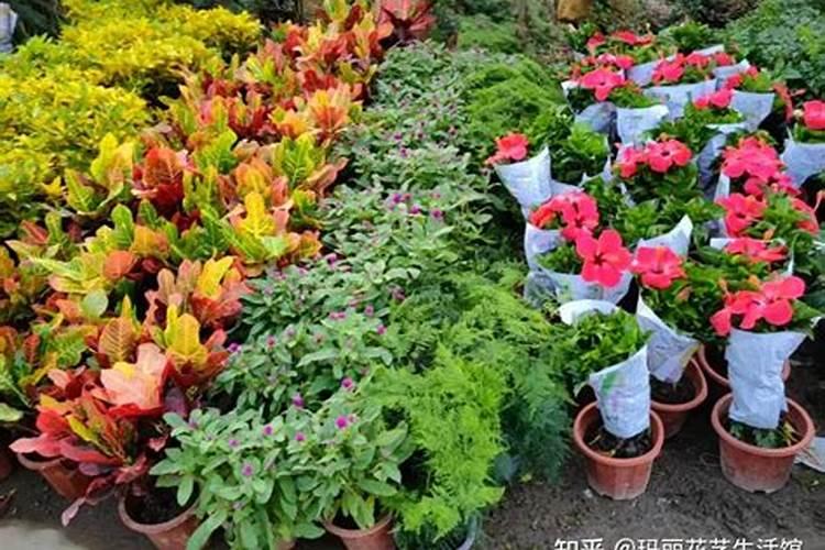 什么肥料对兰花发芽生根开花最好