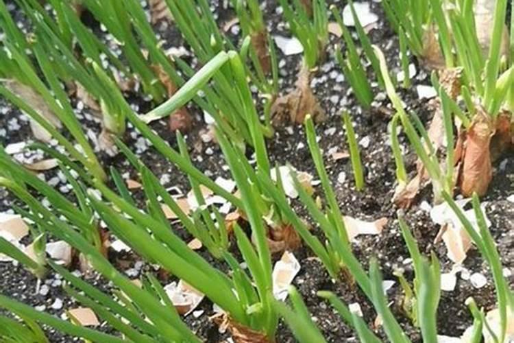 四季小香葱怎样留种子