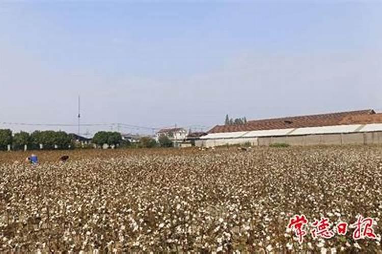 棉花的硼肥滴灌给棉花有用吗？