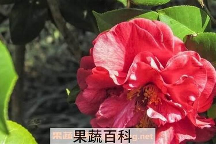 茶花每次浇水都上点营养叶可以吗 钾含量比较齐全