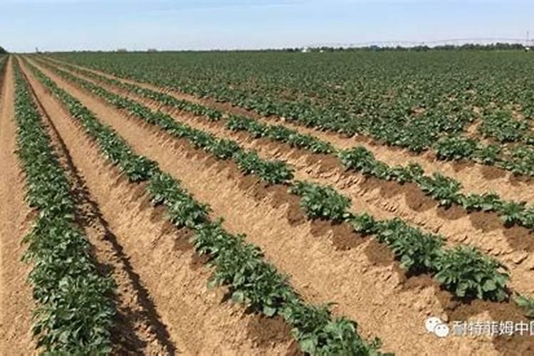 麦冬怎么种 麦冬的种植方法