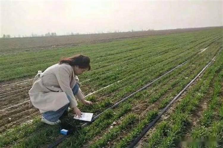 麦冬的种植技术