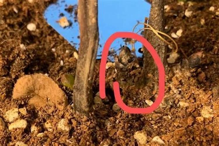 冬天哪些盆栽需要肥(冬季需要施肥的花)