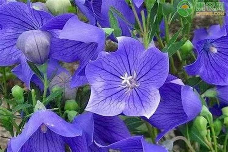 冬天哪些花卉需施肥 冬天需施肥的7种花卉介绍