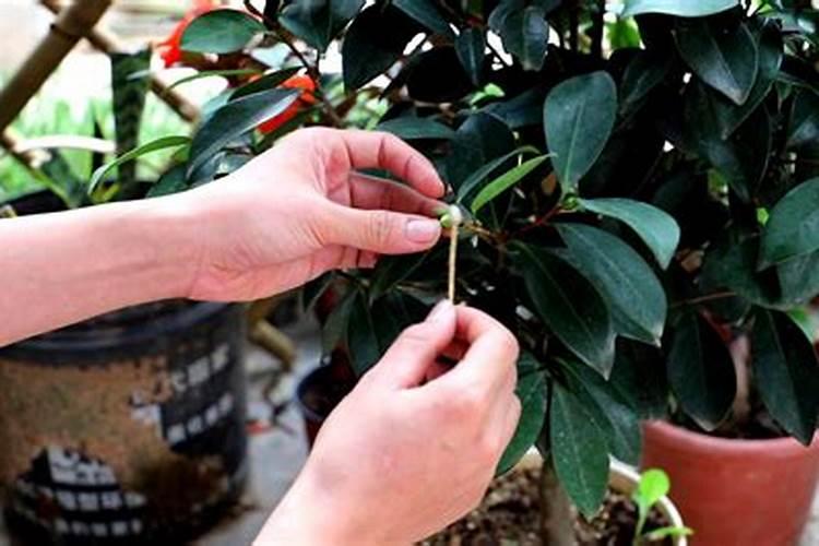 月季怎么施肥才枝粗花大