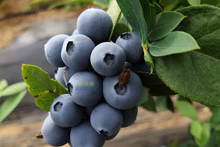 种蓝莓要用钙肥吗？什么类型的钙肥做冬肥好？