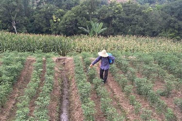 大量元素水溶肥掌握4点使用方法