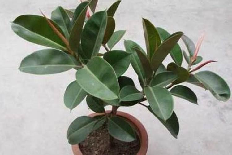 橡皮树夏季可以施肥吗？