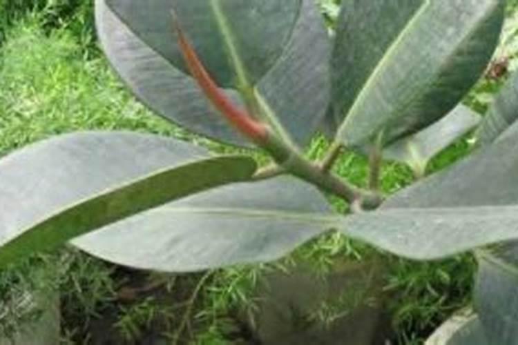 橡皮树夏季可以施肥吗？