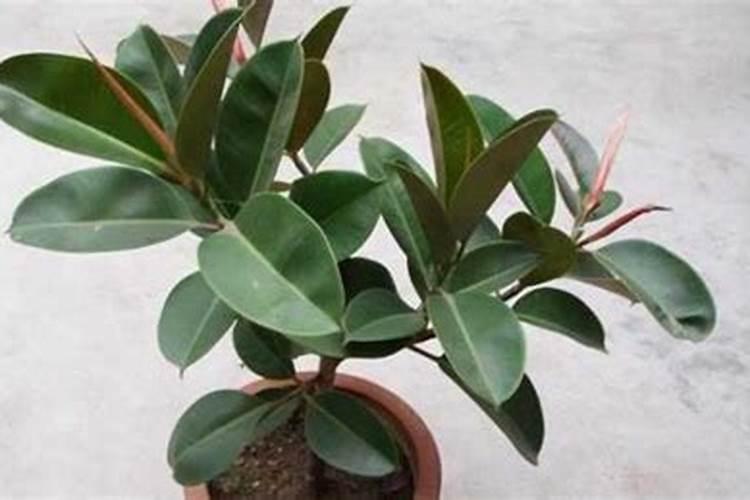 橡皮树怎么施肥