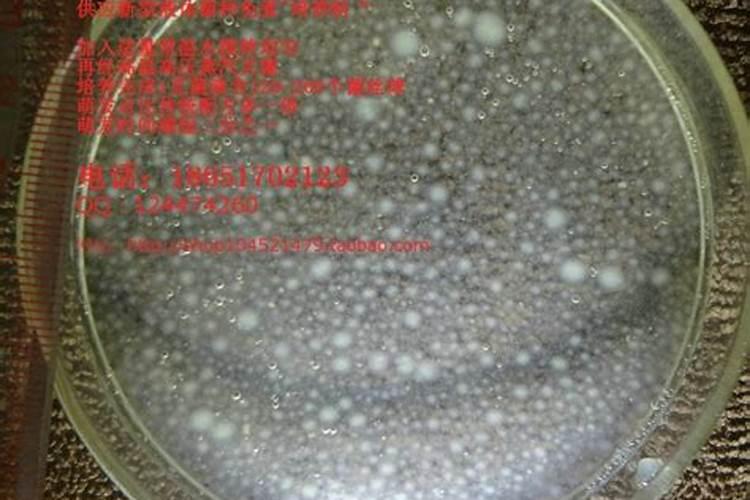 玉米芯种平菇为什么要用石灰水泡呢？