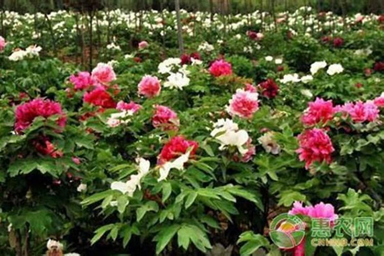 玉米根能吸收多远的肥 追肥技巧有哪些