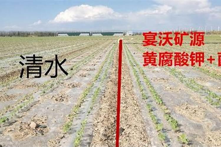 大棚蔬菜水溶肥怎样冲？施水溶肥有什么好处？