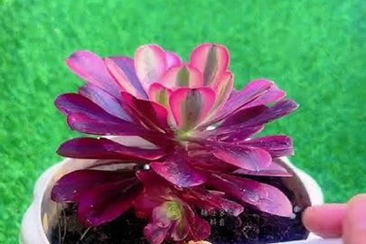 多肉肥给别的花使用(多肉植物花肥)