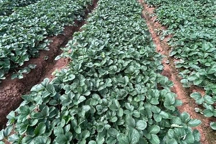 水培草莓的专用肥配方