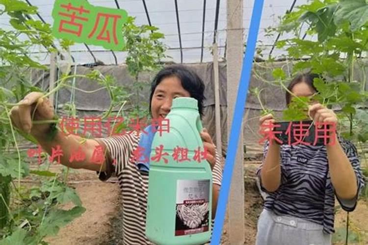 苦瓜的施肥技巧