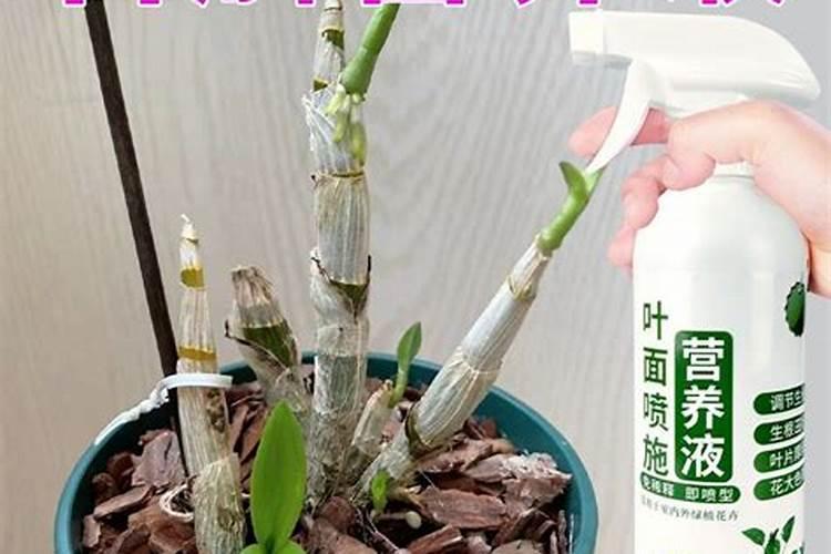 铁皮石斛施什么肥最好