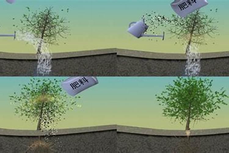 用施肥枪给早熟桃树施肥怎么操作？一般一棵大树用多少水肥？