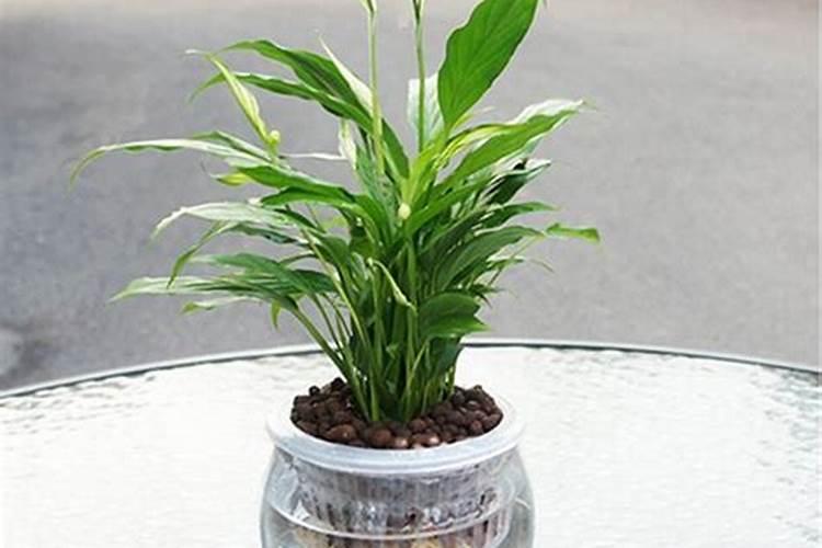 一帆风顺花水养怎么施肥