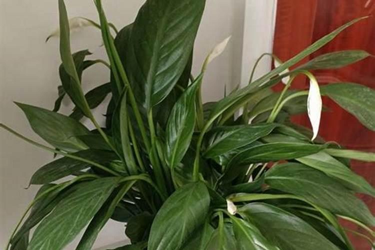 一帆风顺用什么营养液,浓缩型营养液(发芽多发枝快)