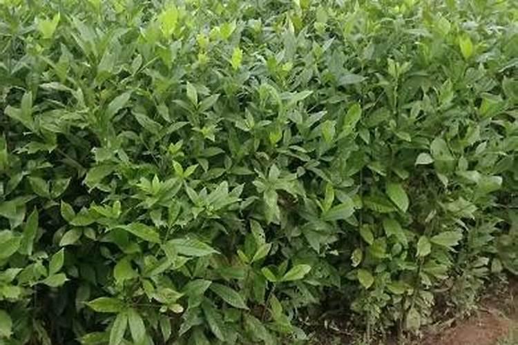 桅子花怎么浇水施肥