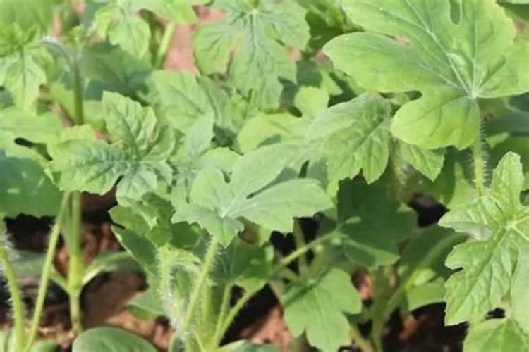 果树用三十烷醇喷施最佳配方