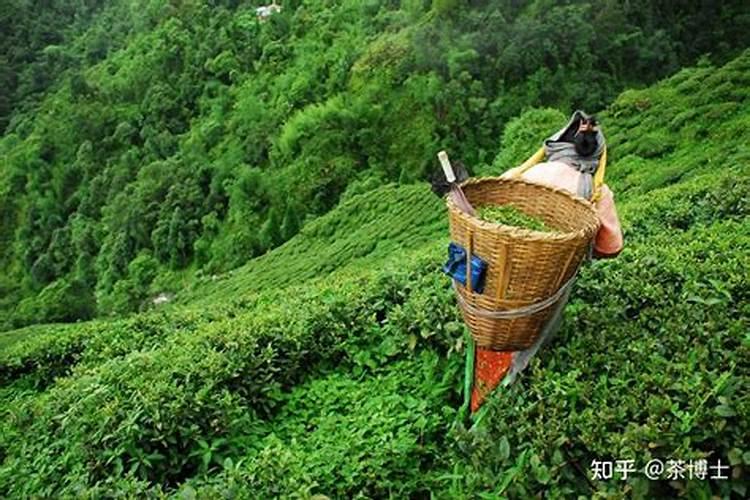 茶叶用什么肥料最好