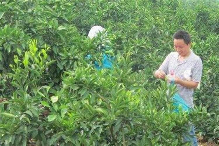 3月底柑橘“保花保果”正当时,钙元素少不了!