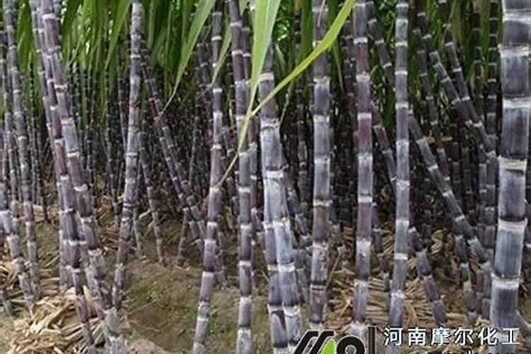 夏玉米追肥新讲究