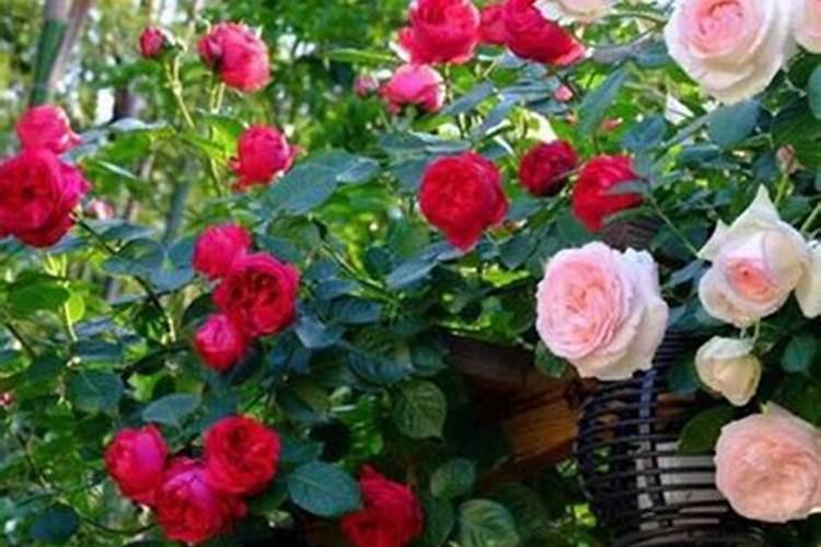 月季修剪后怎样施肥选择什么肥料好